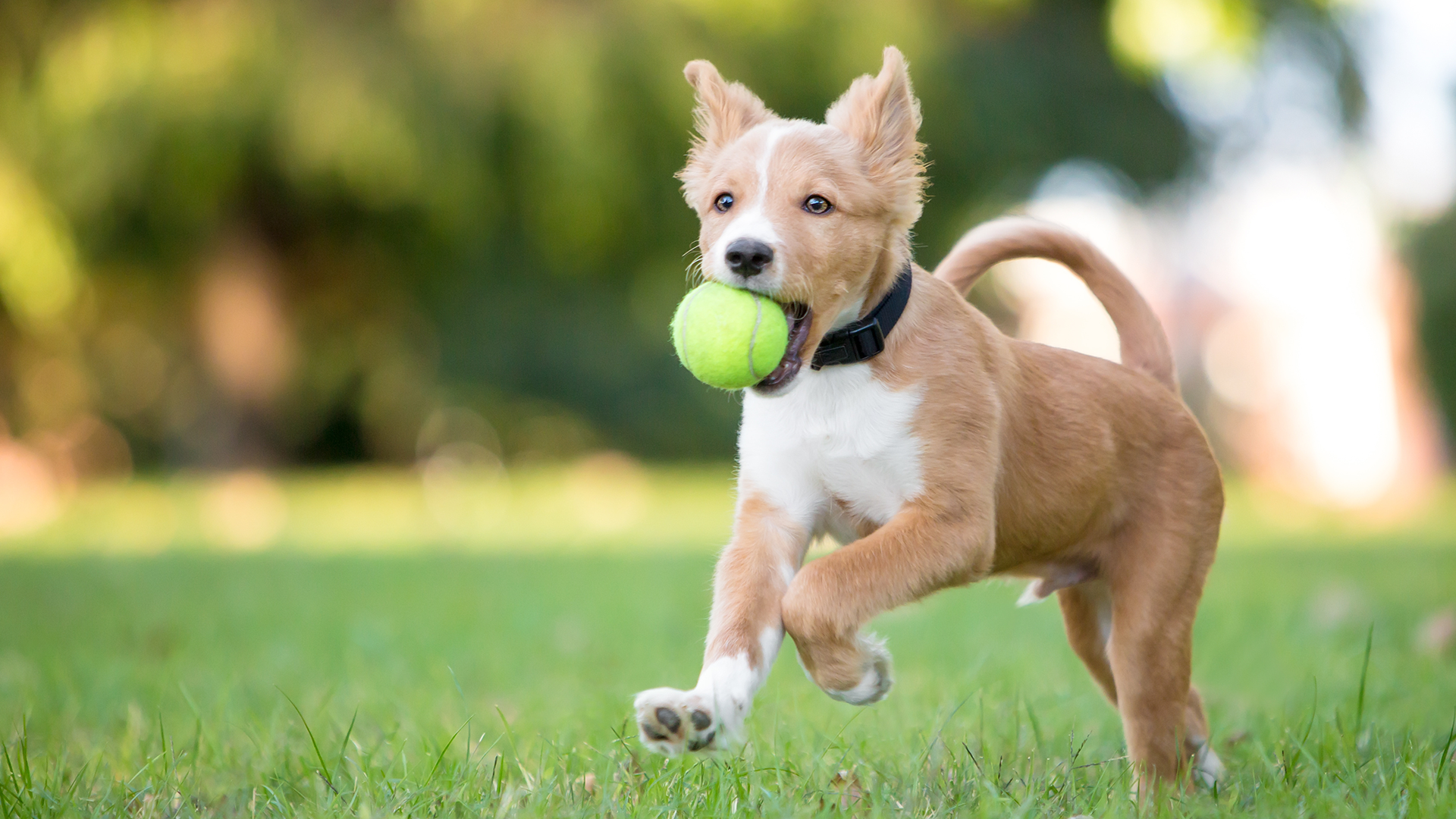 dog playing with ball